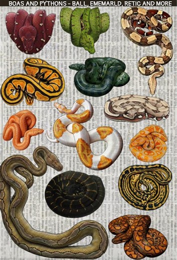 Realistic Snake Sticker Sheet - Ball Python, Red Tail Boa, Reticulated Python, Anaconda - Reptile Decals for Water Bottle & Laptop - Etsy Australia