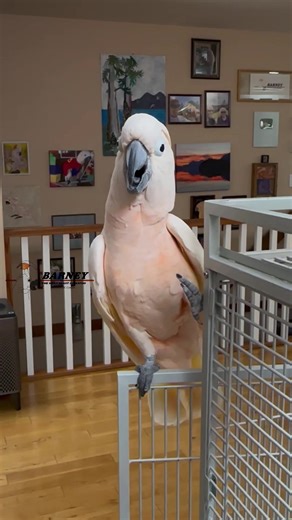 OMG! I can’t stop laughing! Who needs ai cockatoos when we have Barney! All real, all the time. 👑🧡 #barneythewestcoastcockatoo #king #barney #cockatoo