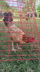 Bull hen CLARET. Refresh lang at isasalang ulit👌 | Wilson Jaybee Sapon