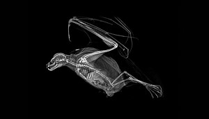 X-rays from Oregon Zoo Veterinary Medical Center reveal the inner beauty of animals @OregonZoo