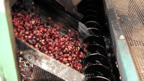 clip-3997711471-pulping-process-machine-cherries-cleaning-separating-coffee
