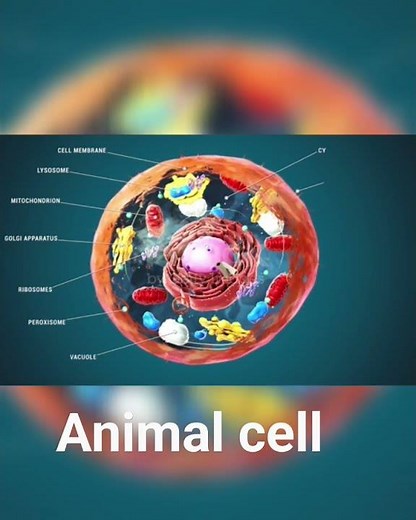 TET Exam|Animal cell model