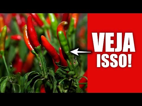 POTTED CHILI PEPPER - TIPS AND CARE