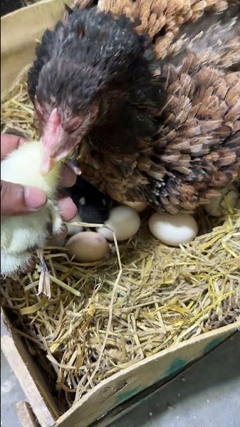 Failed to hatch baby - young hen