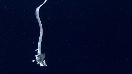Late afternoon snack, anyone? We observed this cutthroat eel feeding on a rather generous chunk of fish while exploring off the coast of Rhode Island in 2019. In the deep #ocean, where food is scarce, it sometimes pays to overindulge, as it could be awhile before the next meal shows up… For more video shorts, visit: https://oceanexplorer.noaa.gov/multimedia/video-shorts/welcome.html | NOAA Ocean Exploration