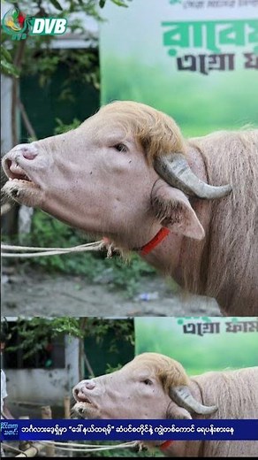 “ဒေါ်နယ်ထရမ့်” ဆံပင်စတိုင်နဲ့ ကျွဲတကောင် ဘင်္ဂလားဒေ့ရှ်မှာ ရေပန်းစား