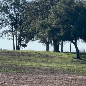 43K views · 233 reactions | The big scary ostrich is much less frightening after you’ve seen them run. ‍♀️ #ostrich #sillyanimals #cuteanimals #wildlife #safaripark # | Fossil Rim Wildlife Center | Facebook