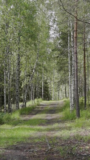 79K views · 661 reactions | Check out another video of the forestry mulcher in action! This beast can do it all!  #Avant #AvantLoader #AvantInAction #ForestryMulcher #WorkSmart #AllYearRoundMachine #AvantAttachments #LandClearing #LoaderLife #AvantFamily | Avant Tecno | Facebook