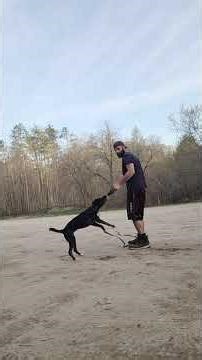 After a long day of work we got to go for a nice hike and play some fetch #playtime #dog #puppy #dio
