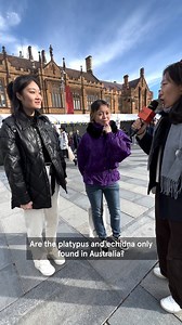 Did monotremes only develop in Australia? Associate Professor Cath Herbert debunks a common myth about Aussie animals. 🦘🐨 Thanks to a student from Northmead Creative and Performing Arts High School for the question! #NationalScienceWeek #AskMeScience | University of Sydney