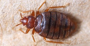 Bed Bug Lifespan: How Long Do They Live and When Are They Most Active?