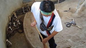 Cleaning snake and show | Hand