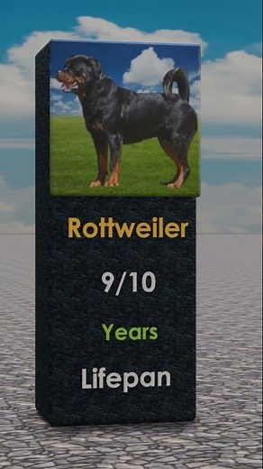 Dog Lifespan Comparison 🐶 | Shortest vs Longest