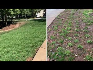 Lawn Renovation - St Augustine Plug Grow 6 month Update - Before/After pics