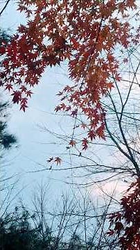 Dancing Autumn #tree #nature #autumn