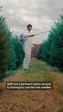 Christmas trees come in nearly every color of the rainbowat this N.J. farm