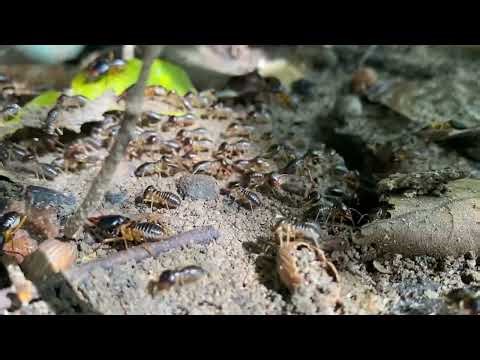 A Day in the Life of an Ant Empire: From Dawn to Dusk