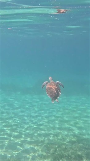 This was my ultimate goal in St. Croix! 😍 #stcroix