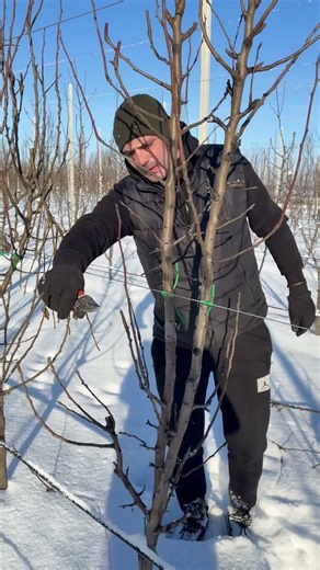 Pruning a pear tree