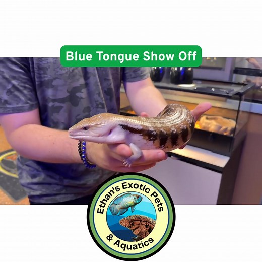1.4K views · 18 reactions |  Say Hello to the Blue-Tongued Wonder!...