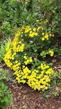 Fall's the best time to plant roses/plant your Mum so they'll come back every year.