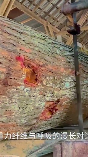 tree cating short video and make wood 🪵 #shortsfeed #treecating #youshortvideo