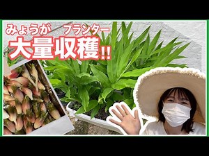 【家庭菜園】みょうがをプランターで大量収穫！