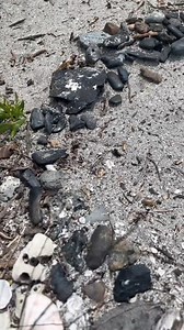 9.6K views · 97 reactions | Venice beach FL 麗 #shark #teeth #sharkteeth #venicebeach #venice #florida #traveling #explore #explorin. | The Golden Hour | Facebook