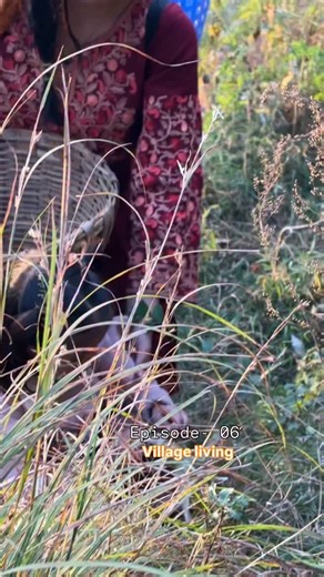 Episode - 06 , village living ( pumpkins storing) #chamba #churahvalley #village #villagelife #himachal #mountains #khushi_themountainvillager | Khushi Dei