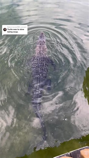 Alligator Swimming in Calm Waters: Nature's Power