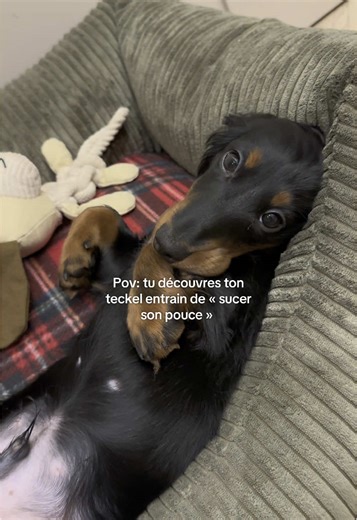 Effrayant non ? #fyp #pourtoii #daschund #puppylove