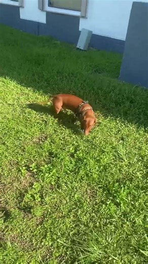 My Dachshund Living His Best Moments🌈#cute # dog#petlover #dachshund #dogmom #pet