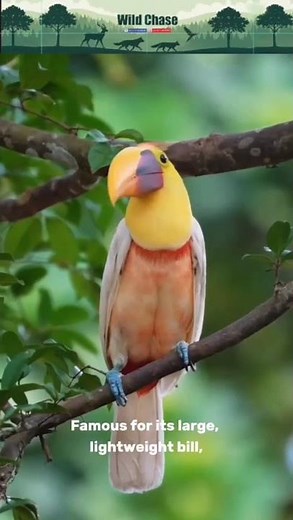 “Nature’s Masterpiece: The Colorful Keel-billed Toucan” #birds #africananimal