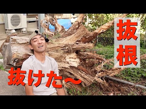 【抜根】ついに大ボス対決！【後編】６０センチの切り株をチェーンブロックで引っこ抜く