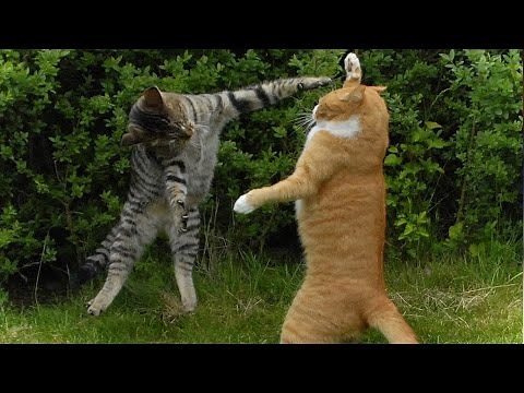 Funny CATS ULTIMATE COMPILATION 2010 - 2016 (HD) [Funny Pets]