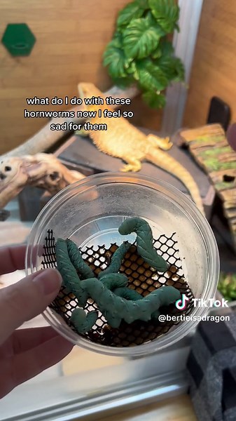 What to Do with Unwanted Hornworms for Bearded Dragons