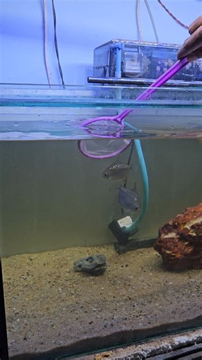 Monster Tank Me New Fish Add 🔥 | Guess The Fish 🐟 #monsterTank #aquariumhobby