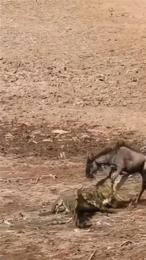 Crocodile Snatches a Wild Animal in a Split Second! 🐊😱 #animals #shorts