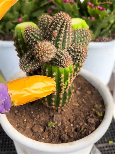 Cactus Grafting Techniques Explained: A Complete Guide