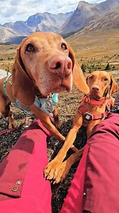 Whiskey and Bourbon on Instagram: "Here's the truth... Vizslas are extremely needy dogs Consider these things before getting a Vizsla 1️⃣ Vizslas are a high energy hunting breed. They need training, jobs, and off leash runs everyday. A 1 hour run is a warm-up. 2️⃣ Vizslas are needy and affectionate. They're called "Velcro dogs" and very attached to their people and want to be touching you all the time. Whiskey likes her paw held and eye contact for 15mins at a time. Separation anxiety can be a p