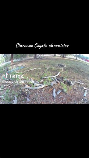 Clarence beat me, I’m super mad #coyote #wildlife #farmlife