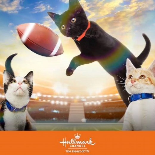 Kitten Bowl is back and bigger than ever! Join us Sunday, February 3 at 2pm/1c for extraordinary rescue stories and the cutest cat-letes you've ever seen in Kitten Bowl VI! | Hallmark Channel