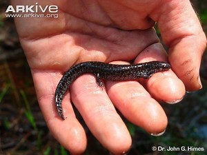 Reticulated flatwoods salamander - Alchetron, the free social encyclopedia