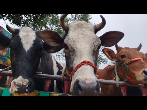 Massive Cow Loading in Bangladesh 😱 | Giant Bulls Transport from Farm