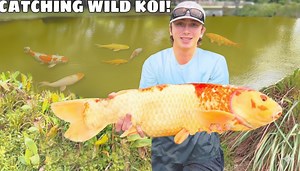 Huge wild koi fish caught - you won’t believe this!