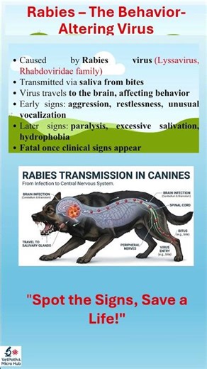 “From Friendly to Furious: Rabies’ Deadly Mind Control” Spot the Signs, Save a Life!