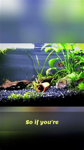 20 Long vs 29 Gallon Tank: Which Is Better