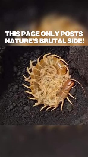 171K views · 516 reactions | Some mothers cut the crust off...