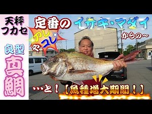 【いつもの五目釣り・・・それとは別に狙う！】イサキ、マダイ、アカイサキ、マハタ、ヒメダイ、他 本日も魚種満載！