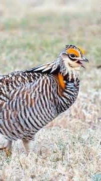 The different types of bird sounds. #animallife #birds #wildlife#short